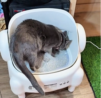 <h1>See Why Cat Owners <strong>Love It</strong></h1>