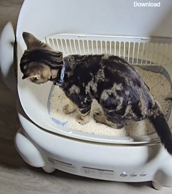 <h1>See Why Cat Owners <strong>Love It</strong></h1>